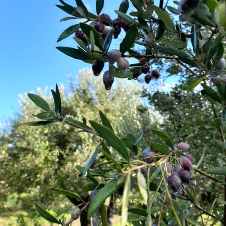 Natives Olivenöl extra aus Kreta von KRELADI